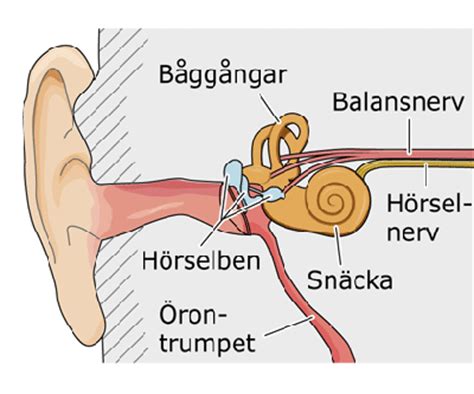 Knaster i örat cancer